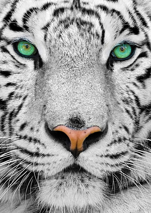White Siberian Tiger 1000-Piece Enjoy Puzzle