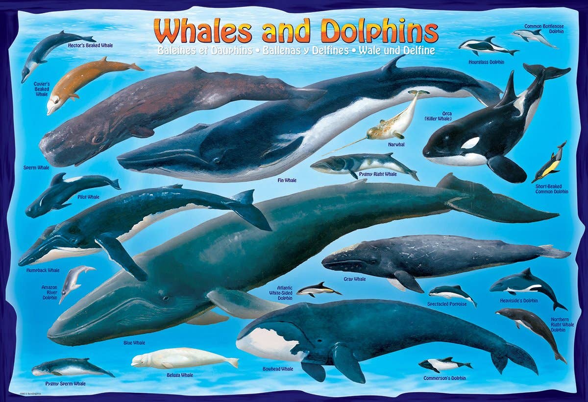 Whales and Dolphins