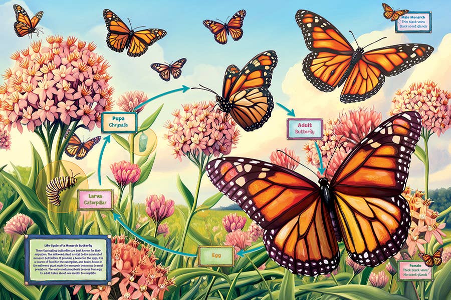 Life Cycle of a Monarch (35-Piece) Cobble Hill Floor Puzzle