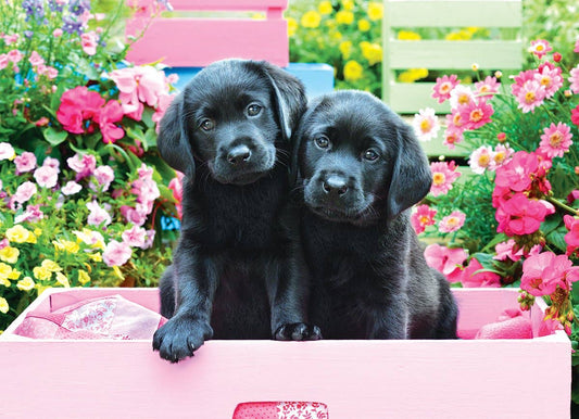 Black Labs in a Pink Box